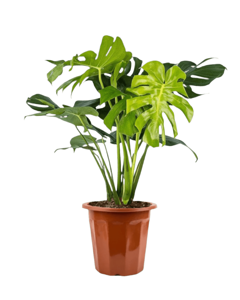 monstera plant singapore Monstera Deliciosa XL Plant