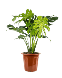 Monstera Deliciosa XL (1m) - Potted plant - POTT - MONS - GRW - 6617 - Tumbleweed Plants - Online Plant Delivery Singapore