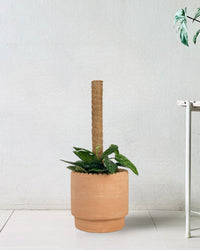 Monstera Peru (0.6m) - grow pot - Potted plant - Tumbleweed Plants - Online Plant Delivery Singapore