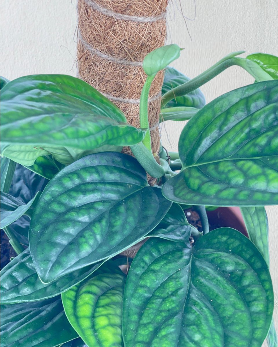 Monstera Peru (0.6m) - grow pot - Potted plant - Tumbleweed Plants - Online Plant Delivery Singapore