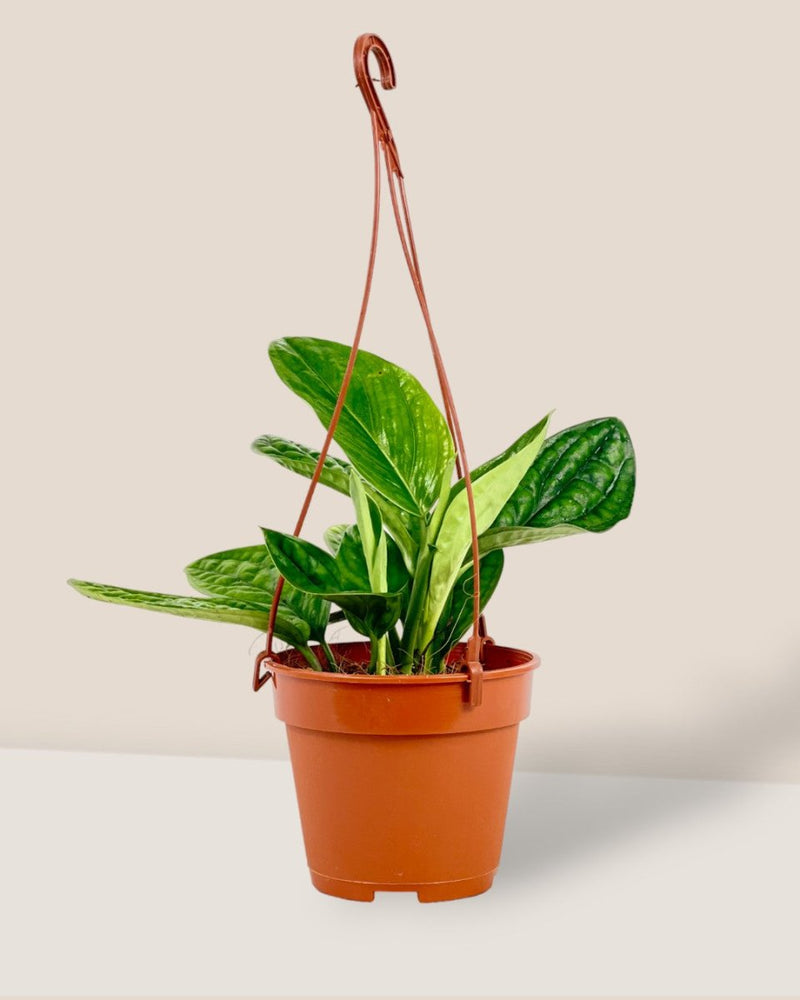 Monstera Peru Plant (0.2m) - grow pot - Potted plant - Tumbleweed Plants - Online Plant Delivery Singapore
