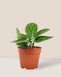 Monstera Peru Plant (0.2m) - grow pot - Potted plant - Tumbleweed Plants - Online Plant Delivery Singapore