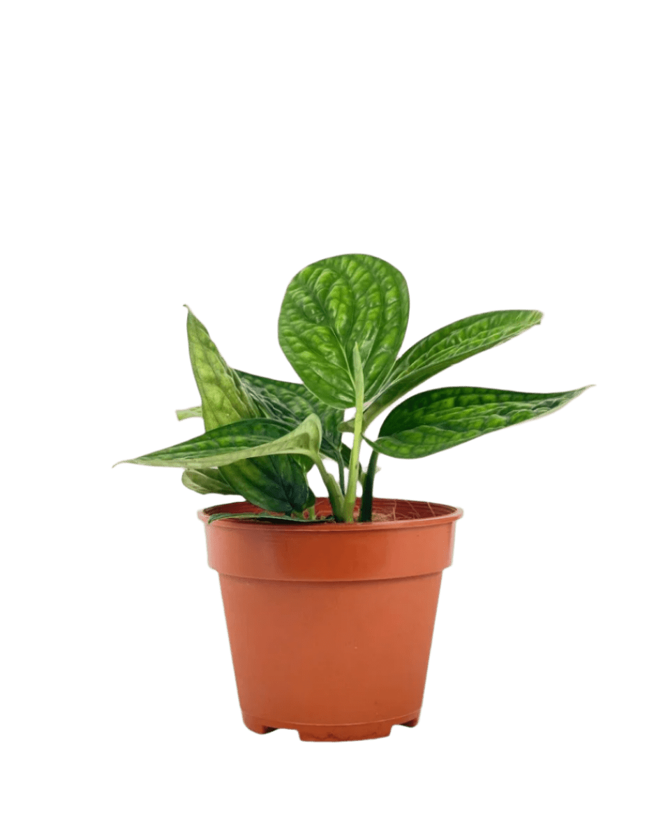 Monstera Peru Plant (0.2m) - Potted plant - POTT - MONS - GRW - 5626 - Tumbleweed Plants - Online Plant Delivery Singapore