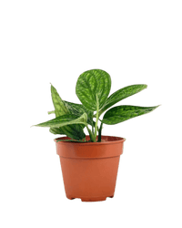 Monstera Peru Plant (0.2m) - Potted plant - POTT - MONS - GRW - 5626 - Tumbleweed Plants - Online Plant Delivery Singapore