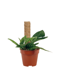 Monstera Peru Plant (0.3m) - Potted plant - POTT - MONS - GRW - 5625 - Tumbleweed Plants - Online Plant Delivery Singapore