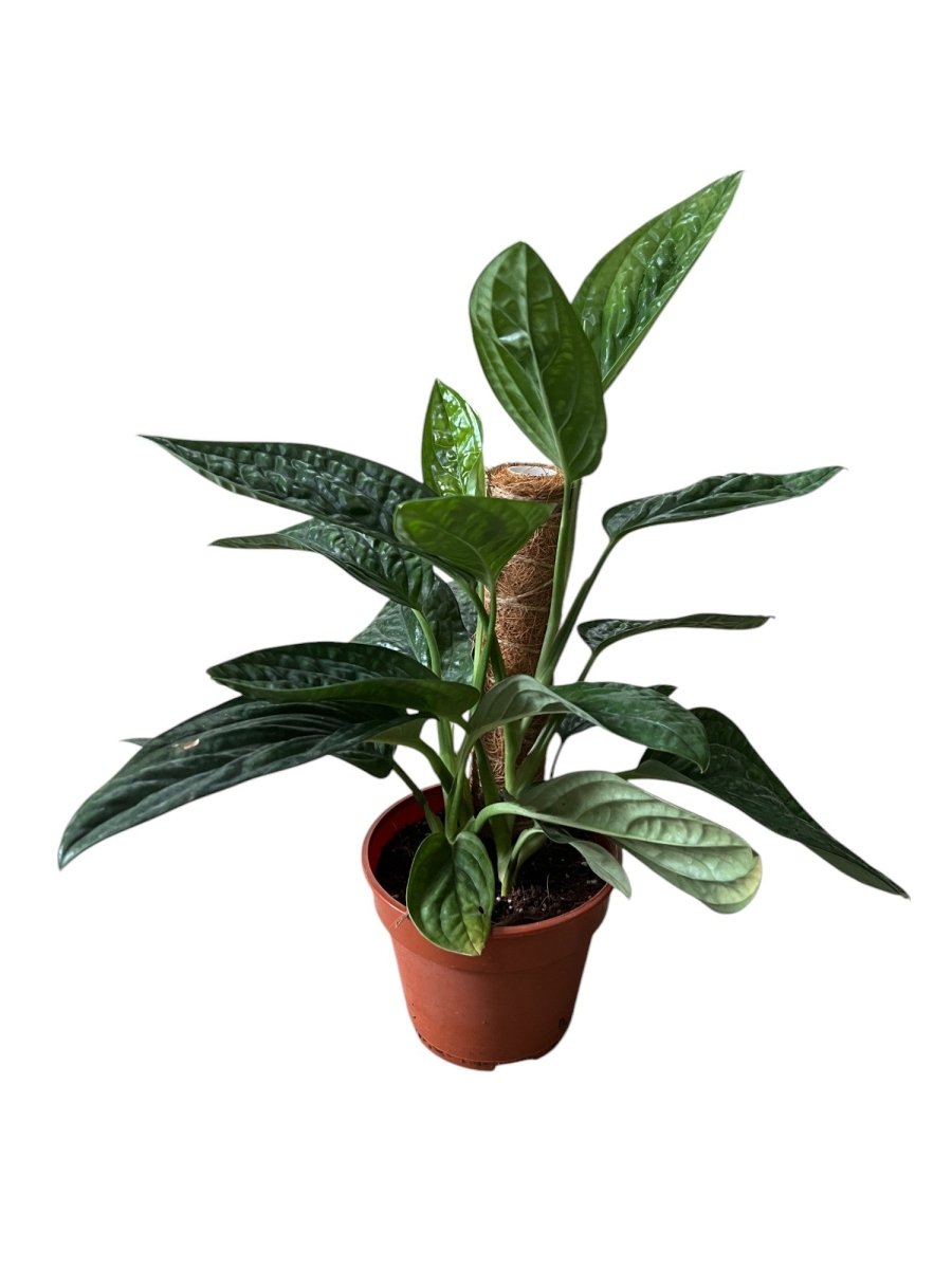 Monstera Peru Plant (0.3m) - Potted plant - POTT - MONS - GRW - 5625 - Tumbleweed Plants - Online Plant Delivery Singapore