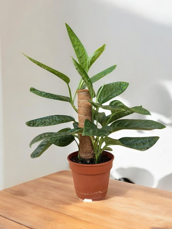 Monstera Peru Plant (0.3m) - Potted plant - POTT - MONS - GRW - 5625 - Tumbleweed Plants - Online Plant Delivery Singapore