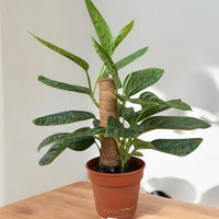 Monstera Peru Plant (0.3m)