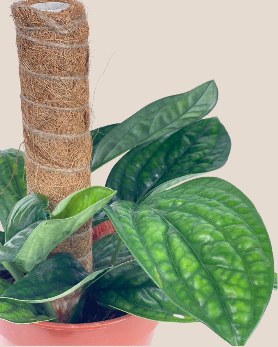 Monstera Peru Plant (0.3m) - grow pot - Potted plant - Tumbleweed Plants - Online Plant Delivery Singapore