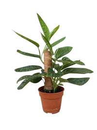 Monstera Peru Plant (0.3m) - Potted plant - POTT - MONS - GRW - 5625 - Tumbleweed Plants - Online Plant Delivery Singapore