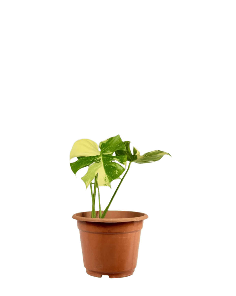 Monstera Thai Constellation - Potted plant - POTT - MONS - GRW - 5249 - Tumbleweed Plants - Online Plant Delivery Singapore