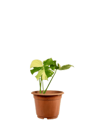 Monstera Thai Constellation - Potted plant - POTT - MONS - GRW - 5249 - Tumbleweed Plants - Online Plant Delivery Singapore