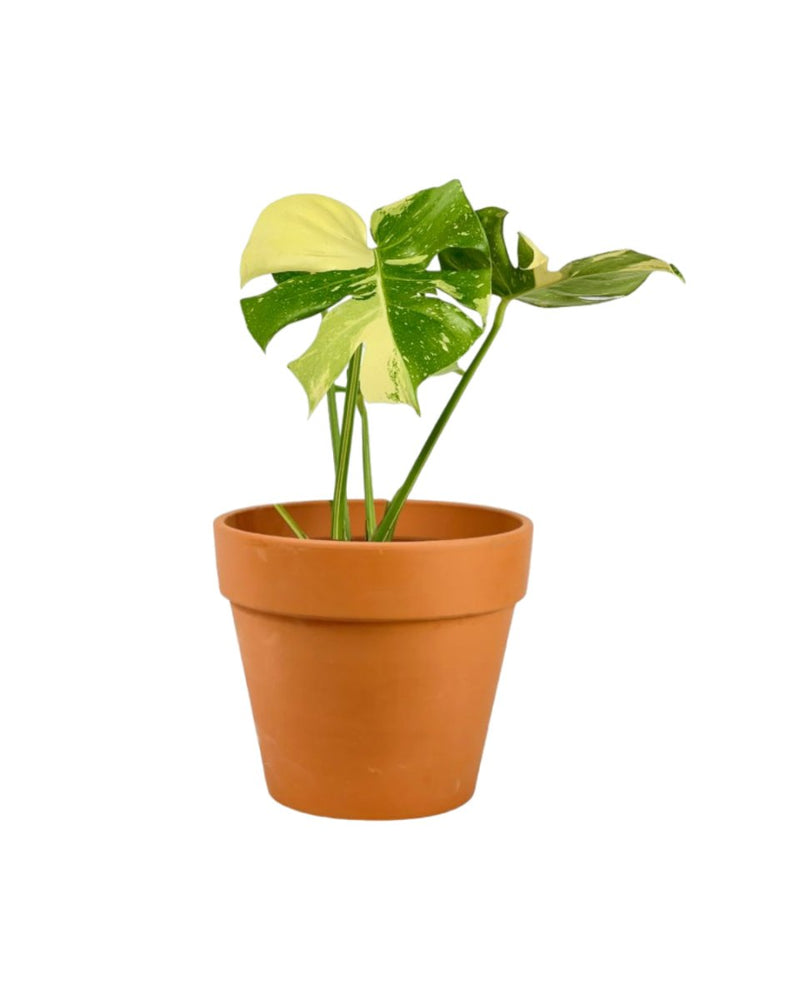 Monstera Thai Constellation - repotted into terracotta pot - Potted plant - Tumbleweed Plants - Online Plant Delivery Singapore