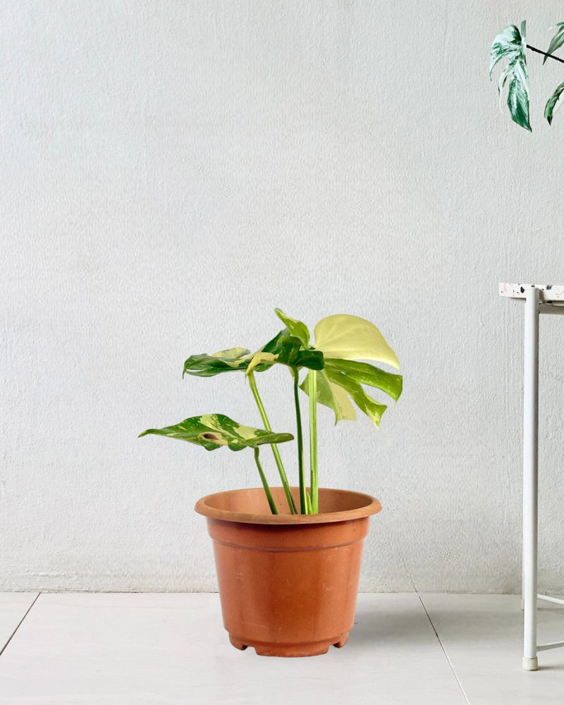 Monstera Thai Constellation - repotted into terracotta pot - Potted plant - Tumbleweed Plants - Online Plant Delivery Singapore