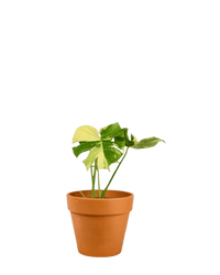 Monstera Thai Constellation - Potted plant - POTT - MONS - TRR - 5263 - Tumbleweed Plants - Online Plant Delivery Singapore