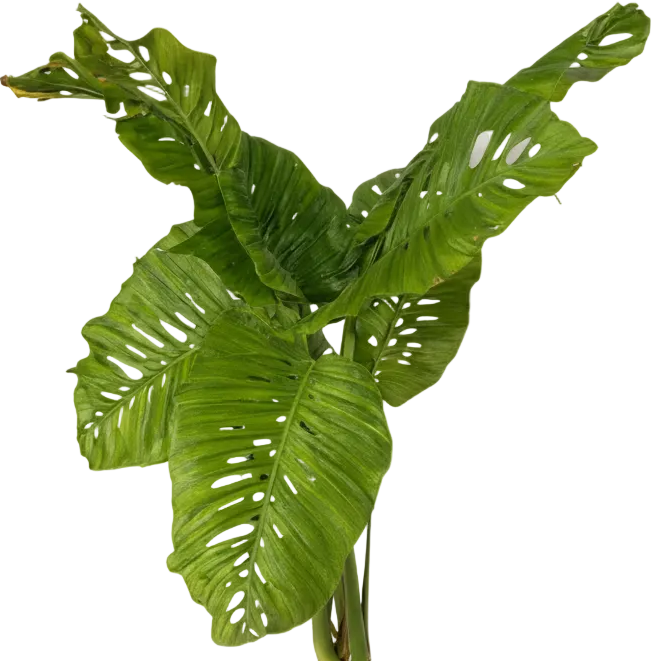 Rhaphidophora × Swiss Monstera Hybrid (One-of-a-Kind Specimen)