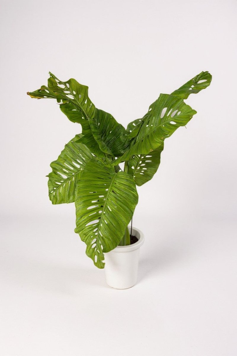 Rhaphidophora × Swiss Monstera Hybrid (One - of - a - Kind Specimen) - Potted plant - POTT - RHAP - GRW - 7478 - Tumbleweed Plants - Online Plant Delivery Singapore