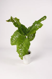 Rhaphidophora × Swiss Monstera Hybrid (One - of - a - Kind Specimen) - Potted plant - POTT - RHAP - GRW - 7478 - Tumbleweed Plants - Online Plant Delivery Singapore