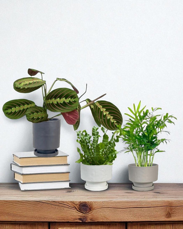 Mood Boosters Set - Plant Bundle - PROD - MOOD - 7080 - Tumbleweed Plants - Online Plant Delivery Singapore
