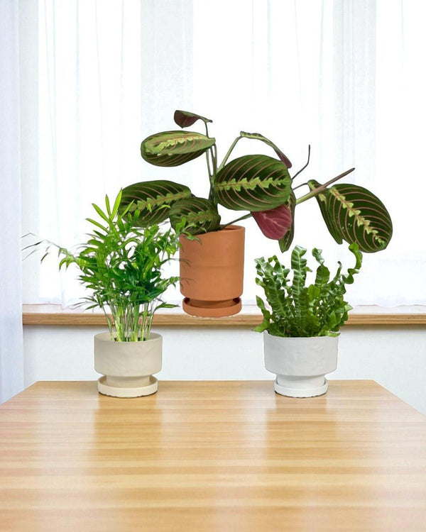 Mood Boosters Set - Plant Bundle - PROD - MOOD - 7080 - Tumbleweed Plants - Online Plant Delivery Singapore