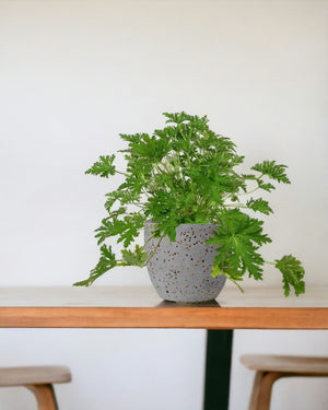 Mosquito Plant - Pelargonium Citrosum - egg pot - medium/grey - Potted plant - Tumbleweed Plants - Online Plant Delivery Singapore