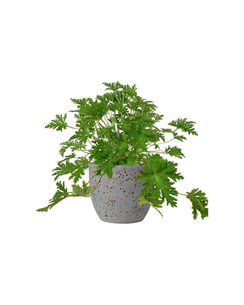 Mosquito Plant - Pelargonium Citrosum - egg pot - medium/grey - Potted plant - Tumbleweed Plants - Online Plant Delivery Singapore