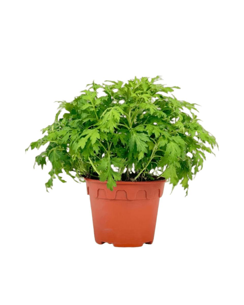 Grow Pot