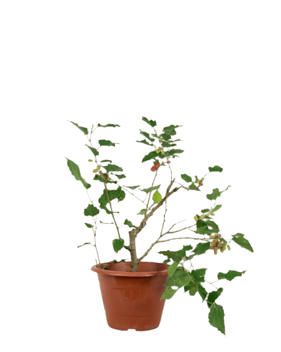 Mulberry Plant - Potted plant - POTT - MULB - GRW - 5737 - Tumbleweed Plants - Online Plant Delivery Singapore