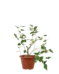 Mulberry Plant - Potted plant - POTT - MULB - GRW - 5737 - Tumbleweed Plants - Online Plant Delivery Singapore