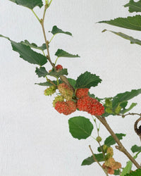 Mulberry Plant - grow pot - Potted plant - Tumbleweed Plants - Online Plant Delivery Singapore