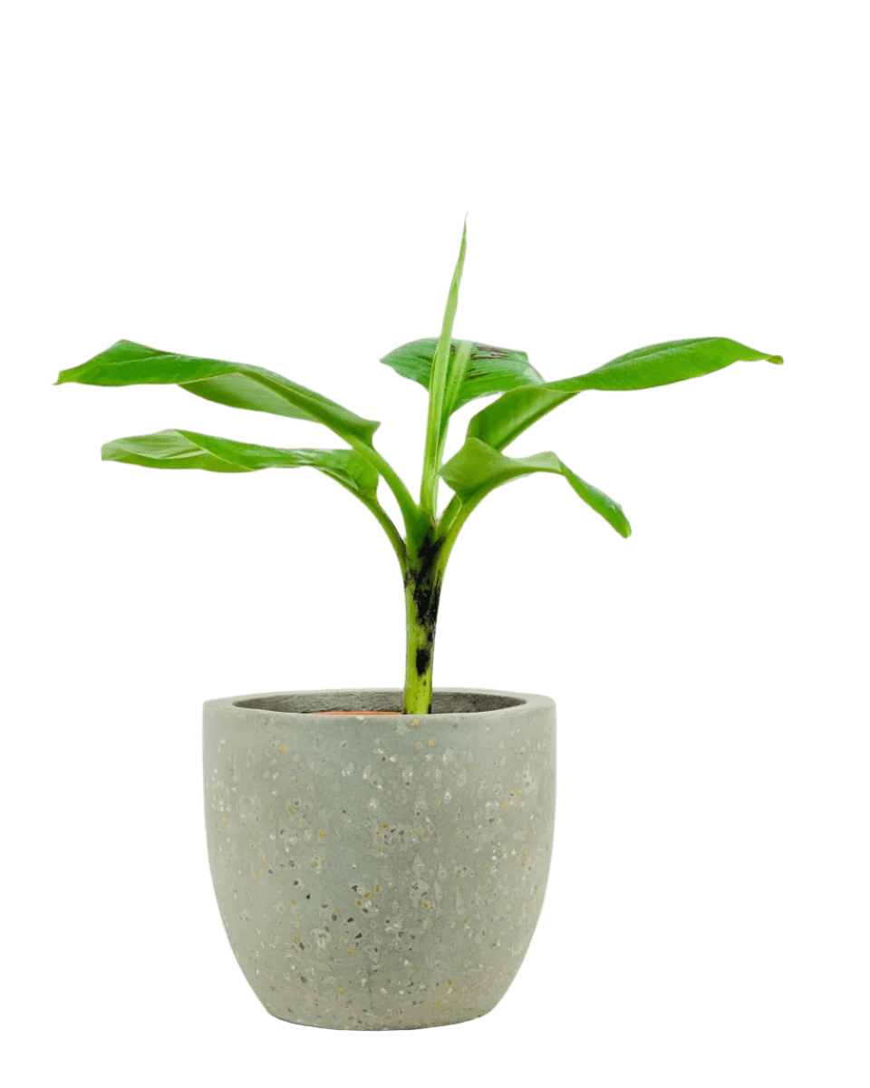 Musa Blood Banana - Potted plant - JUST - MUSA - PLS - 2648 - Tumbleweed Plants - Online Plant Delivery Singapore