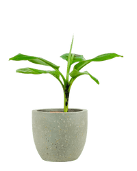 Musa Blood Banana - Potted plant - JUST - MUSA - PLS - 2648 - Tumbleweed Plants - Online Plant Delivery Singapore