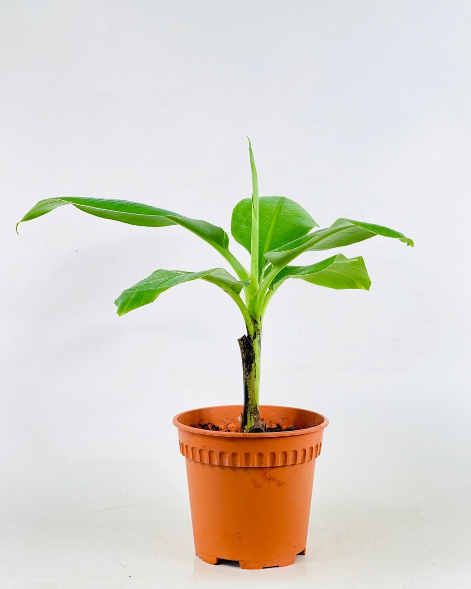 Musa Blood Banana - grow pot - Potted plant - Tumbleweed Plants - Online Plant Delivery Singapore