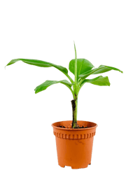 Musa Blood Banana - Potted plant - JUST - MUSA - PLS - 2648 - Tumbleweed Plants - Online Plant Delivery Singapore