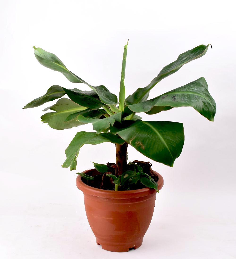 Musa Blood Banana - grow pot - Potted plant - Tumbleweed Plants - Online Plant Delivery Singapore