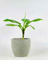 Musa Blood Banana - grow pot - Potted plant - Tumbleweed Plants - Online Plant Delivery Singapore