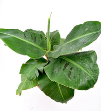 Musa Blood Banana - grow pot - Potted plant - Tumbleweed Plants - Online Plant Delivery Singapore