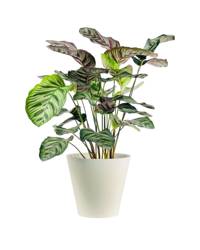 Myra - 20cm - Pot - Tumbleweed Plants - Online Plant Delivery Singapore