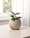 Nala Curves Planter - Medium - Planter - 5481511057788 - Tumbleweed Plants - Online Plant Delivery Singapore
