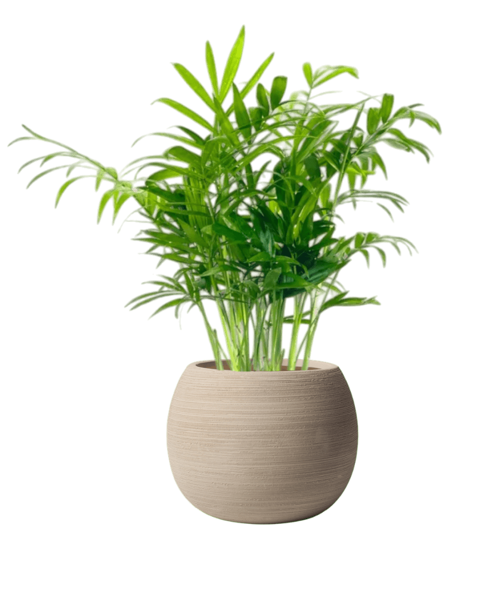 Nala Stripes Planter - Small - Planter - 5481511057790 - Tumbleweed Plants - Online Plant Delivery Singapore