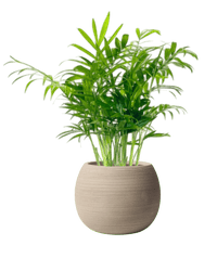 Nala Stripes Planter - Small - Planter - 5481511057790 - Tumbleweed Plants - Online Plant Delivery Singapore