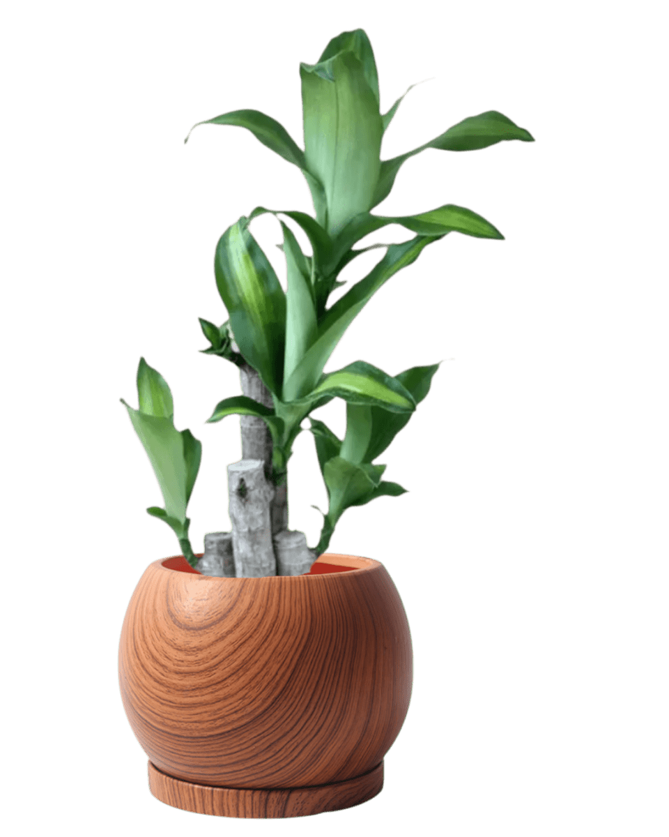 Nala Wood Planter - Medium - Planter - 5004049135259 - Tumbleweed Plants - Online Plant Delivery Singapore