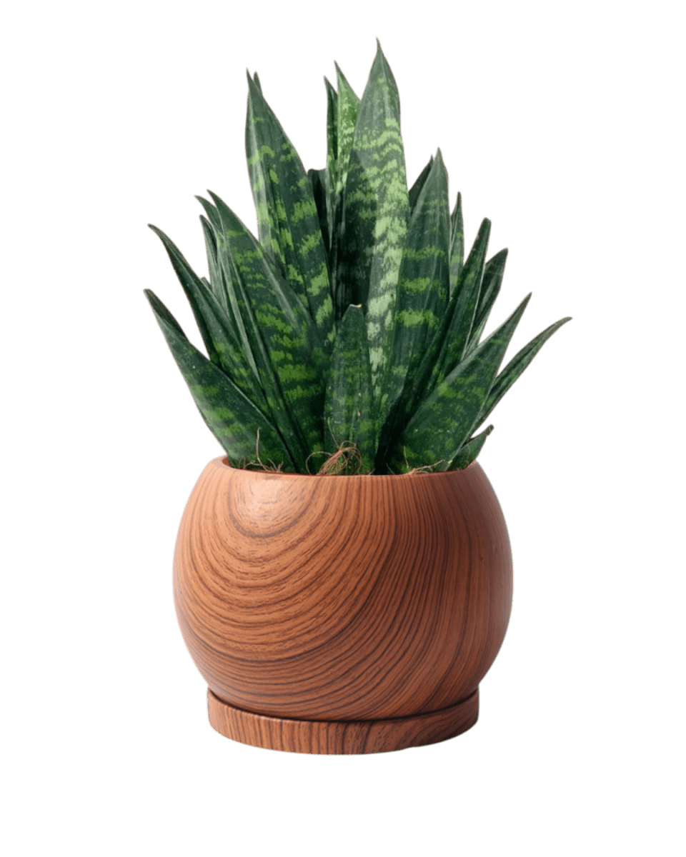 Nala Wood Planter - Small - Planter - 5004049135261 - Tumbleweed Plants - Online Plant Delivery Singapore