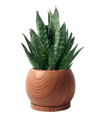 Nala Wood Planter - Small - Planter - 5004049135261 - Tumbleweed Plants - Online Plant Delivery Singapore