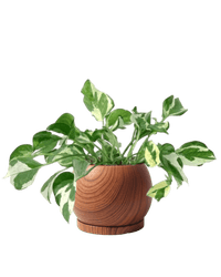 Nala Wood Planter - Small - Planter - 5004049135261 - Tumbleweed Plants - Online Plant Delivery Singapore