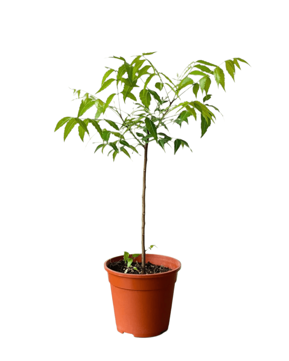 Neem Tree - Potted plant - POTT - NEEM - GRW - 3585 - Tumbleweed Plants - Online Plant Delivery Singapore