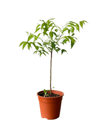 Neem Tree - Potted plant - POTT - NEEM - GRW - 3585 - Tumbleweed Plants - Online Plant Delivery Singapore