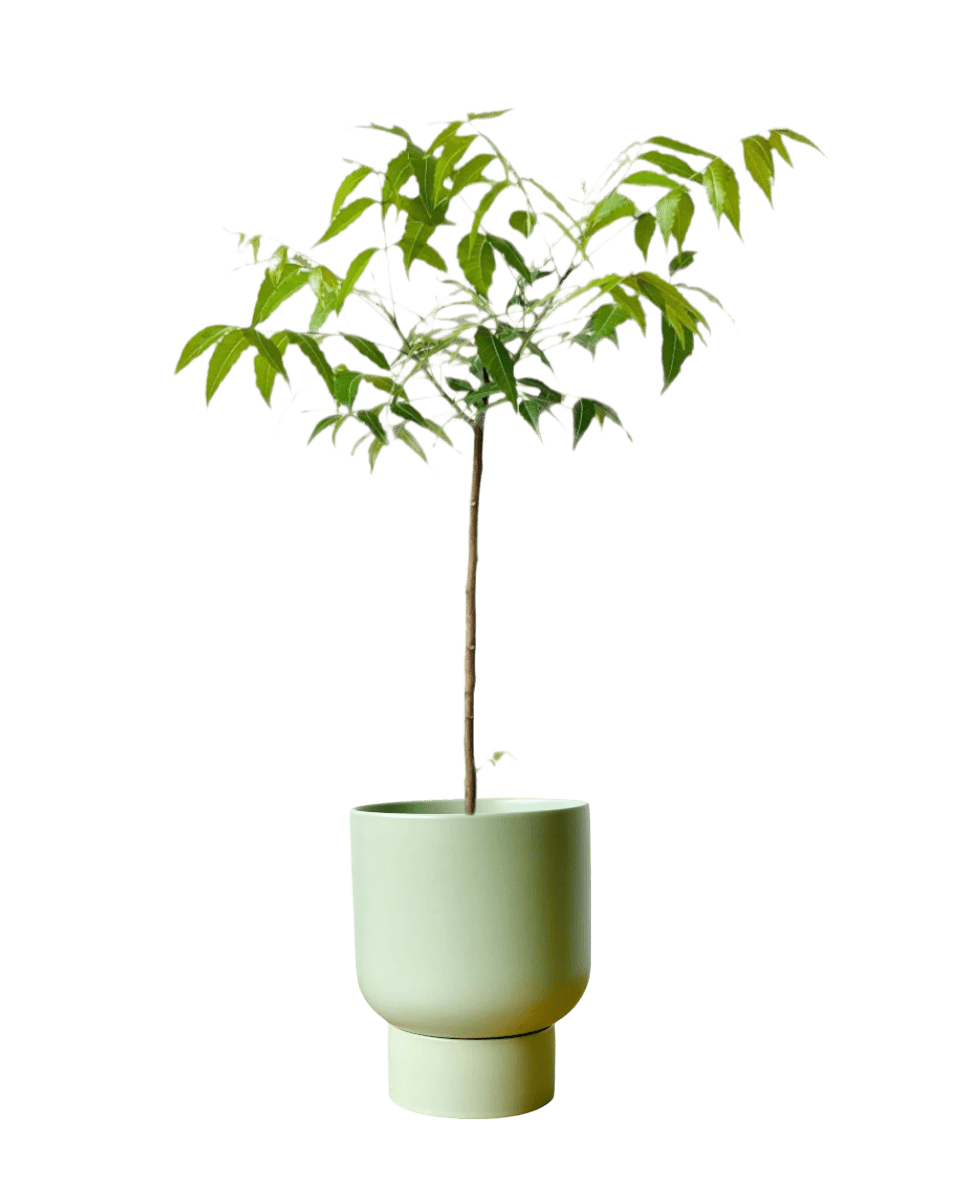 Neem Tree - Potted plant - POTT - NEEM - GRW - 3585 - Tumbleweed Plants - Online Plant Delivery Singapore