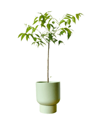 Neem Tree - Potted plant - POTT - NEEM - GRW - 3585 - Tumbleweed Plants - Online Plant Delivery Singapore