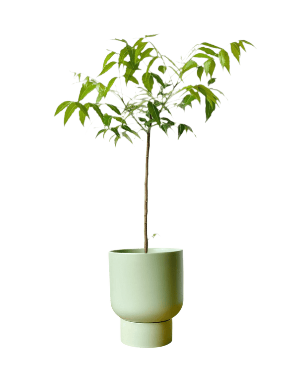 Neem Tree - Potted plant - POTT - NEEM - GRW - 3585 - Tumbleweed Plants - Online Plant Delivery Singapore